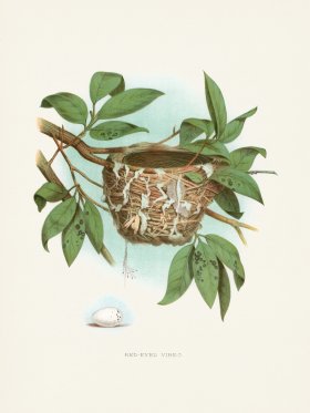 Thomas Gentry Bird 47