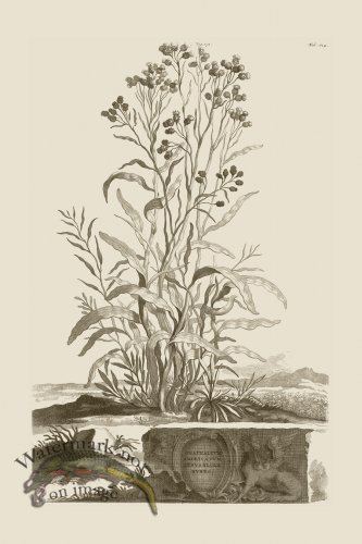 (image for) Abraham Munting 171