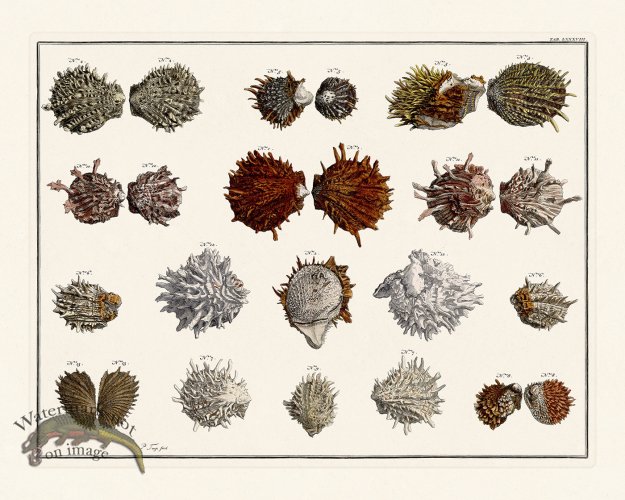 (image for) Seba B2 088 Shells