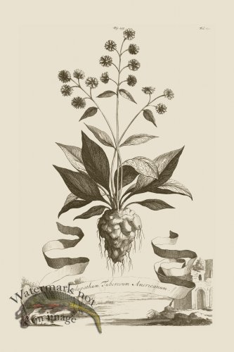 (image for) Abraham Munting 195