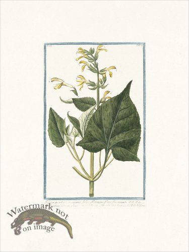 (image for) Bonelli 221 Sage from Montana