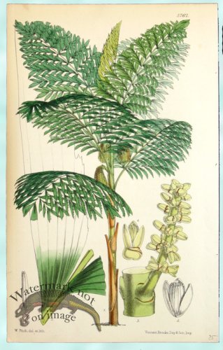 (image for) Curtis Palms 02