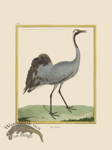 (image for) Martinet Bird 769