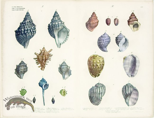 (image for) Goldfuss Shells pl 432