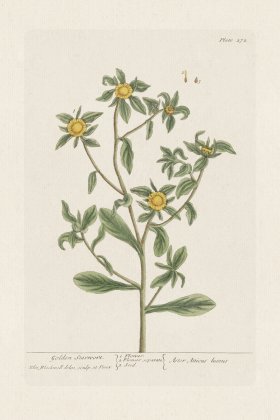 BEE 272 Golden Starwort