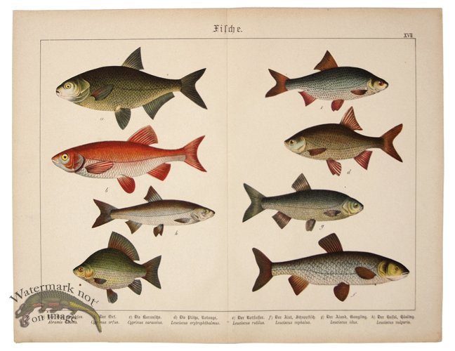 (image for) European Chub 