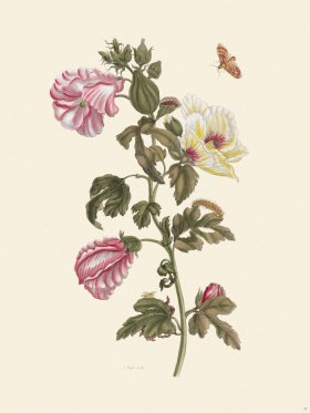 Merian Metamorphosis 37