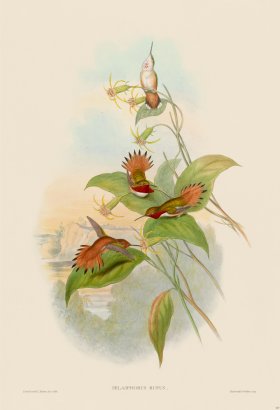 Gould Hummingbird 137