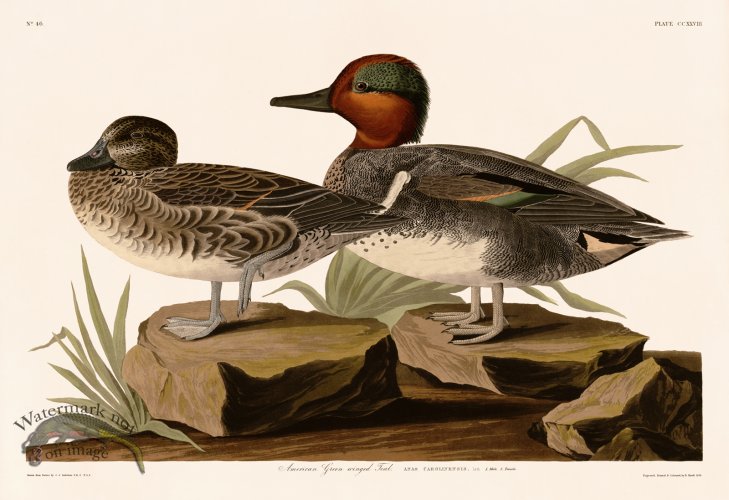 228 American Green winged Teal