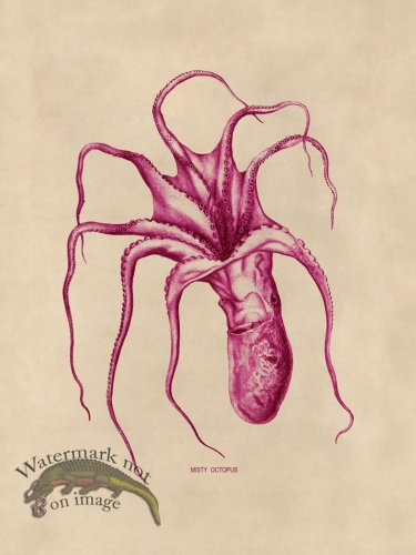 (image for) Octopus Pink 46