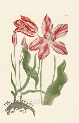 (image for) Weinmann Pl 994