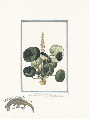 (image for) Bonelli 035 Pennywort