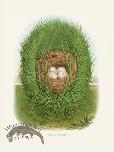 (image for) Thomas Gentry Bird 54