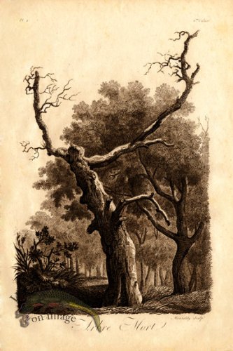 (image for) Defiennes Trees 21 S