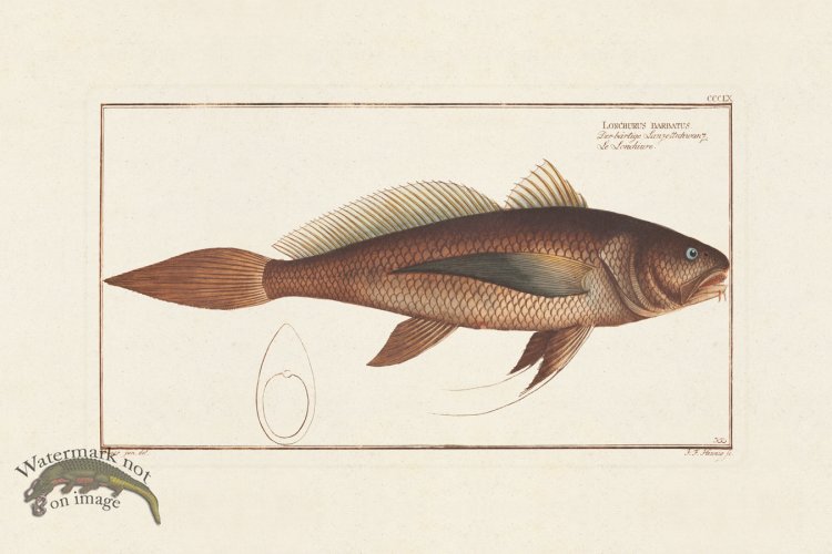 (image for) BLOCH FISH 360