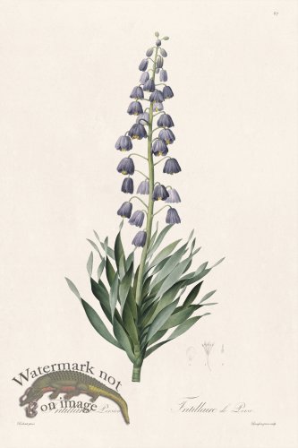 (image for) Les Liliacees Redoute 067