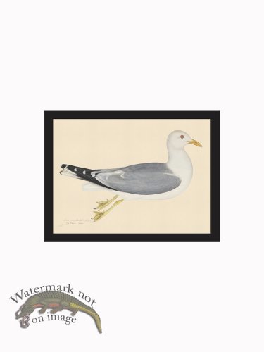 (image for) Rudbeck CFA_BF 266 Gull