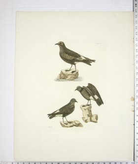 Seculas Petrel and Stonny