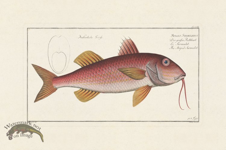 (image for) BLOCH FISH 057