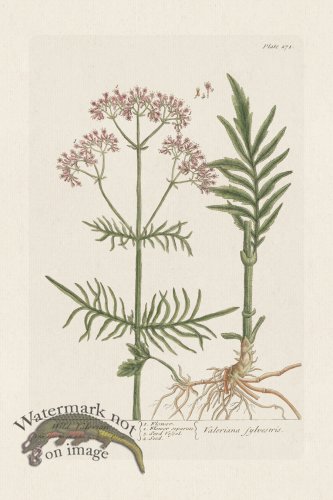 (image for) BEE 271 Wild Valerian