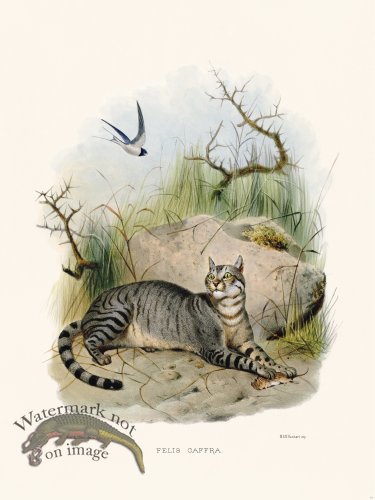 (image for) Elliot Cat 31 Cat Cffra