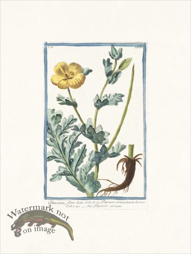 (image for) Bonelli 387 horned poppy flower