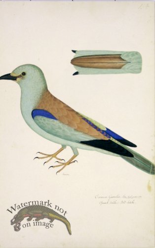 (image for) 154 Swedish Birds . Corvus Garrulus.Female Eurasian Jay