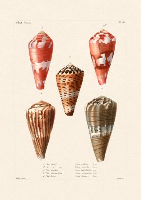 French Shell 035