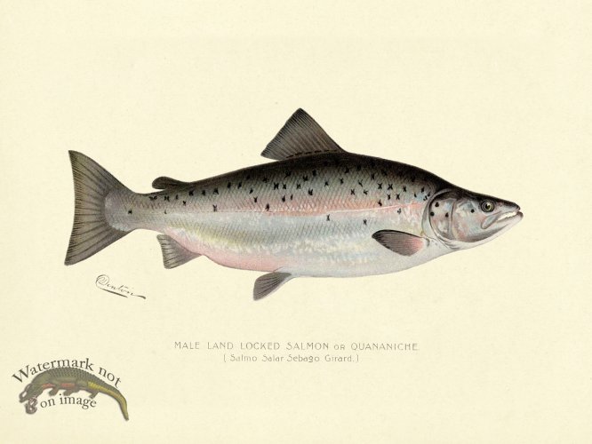 (image for) Salmon - Male Land Locked