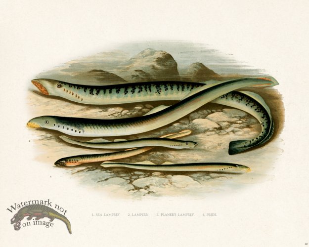 (image for) British FW 40