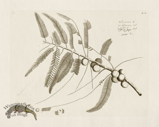 (image for) HORTUS VOL 01 38