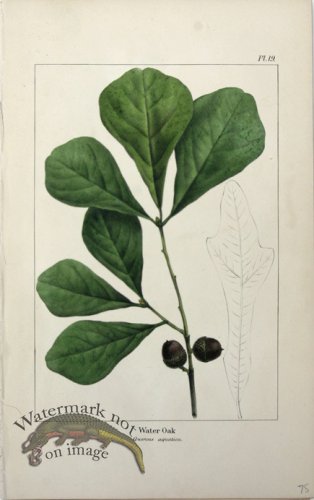 (image for) 20 Water Oak