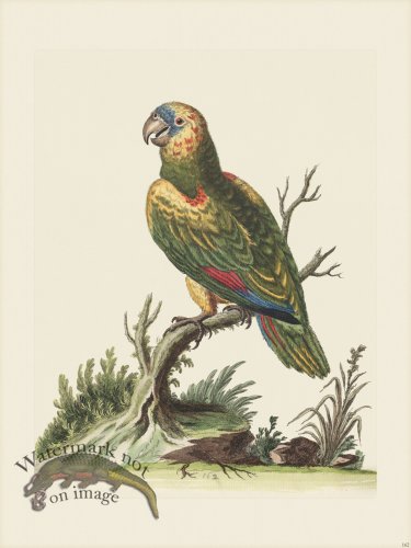 (image for) Edwards 162 Great green Parrot