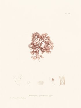 Bradbury Seaweed 099