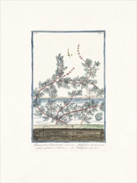 Bonelli 350 Leafy Pondweed