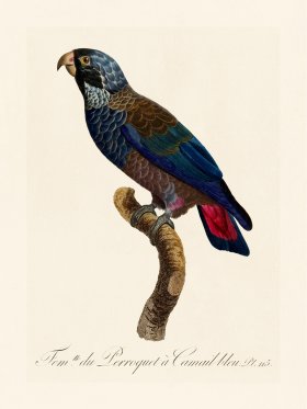 Barraband Parrot 115