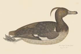 Rudbeck CFA 235 Tufted Duck F