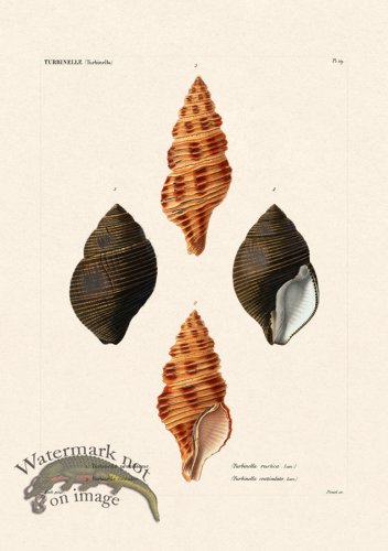 (image for) French Shell 019