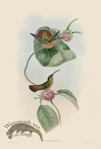 (image for) Gould Hummingbird 006