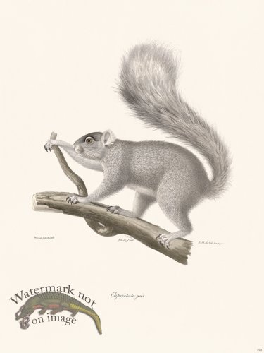 (image for) Cuvier 270 Capriotate Gray