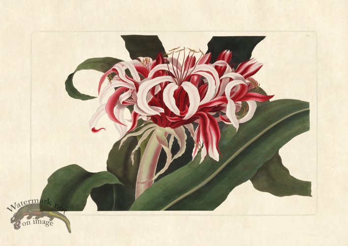 (image for) Edward bury 4