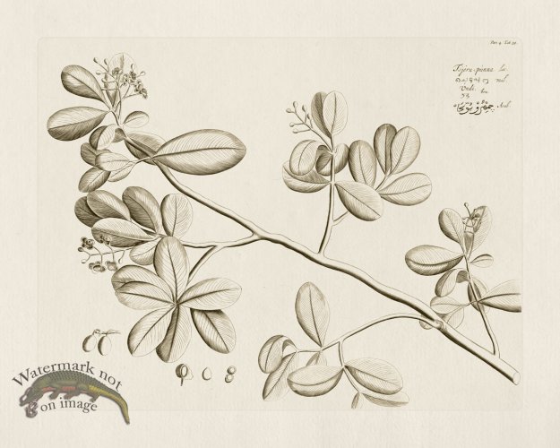 (image for) HORTUS VOL 04 39