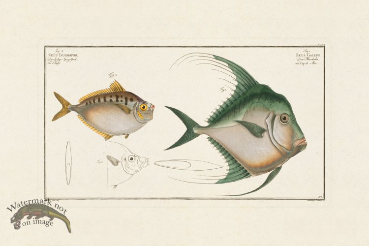 (image for) BLOCH FISH 192