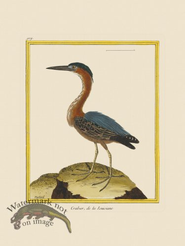 (image for) Martinet Bird 909