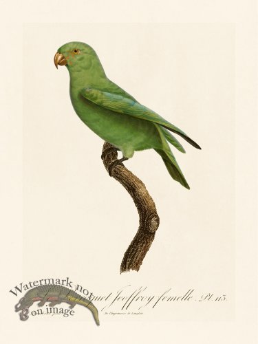 (image for) Barraband Parrot 113