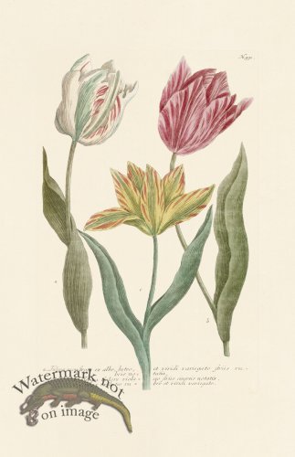 (image for) Weinmann Pl 991