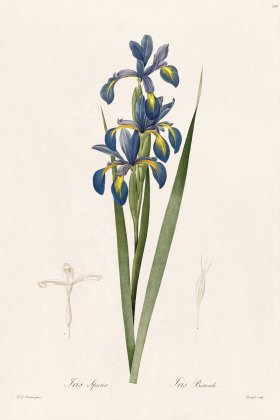 Les Liliacees Redoute 349