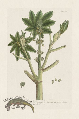 (image for) BEE 148 The greater Spurge