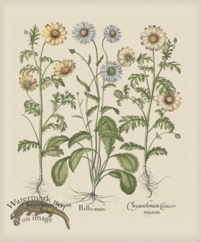 (image for) Besler 209 Colored B2