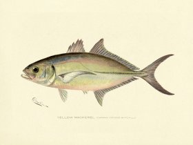 Mackerel - Yellow